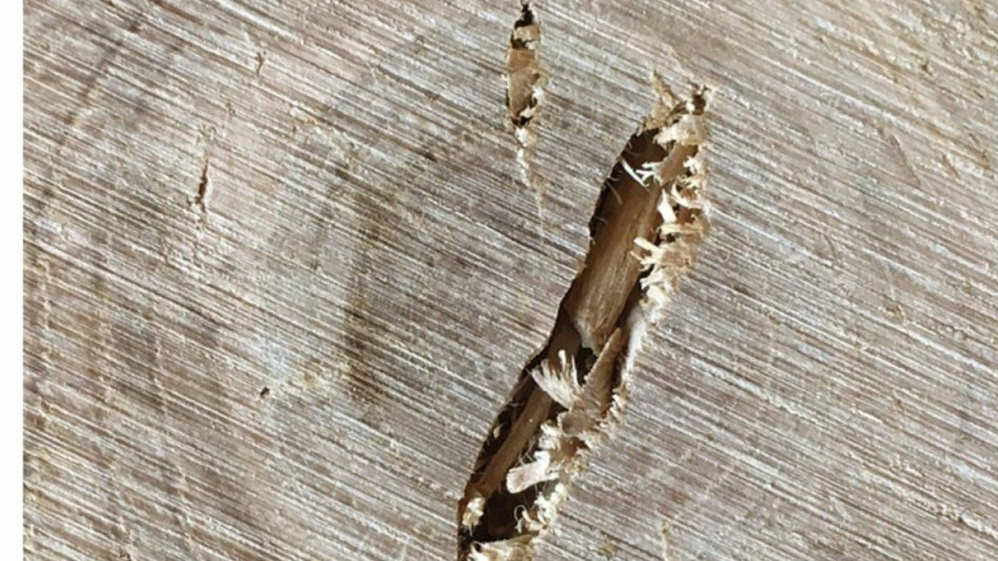 Chipped-out knot in a raw oak board before repair